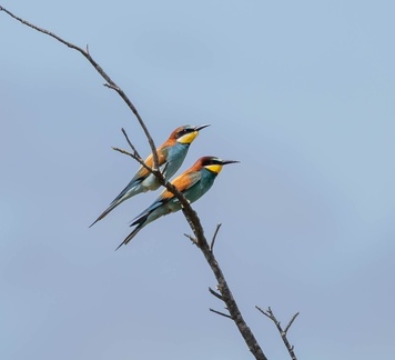 Guêpier d'Europe Merops apiaster - European Bee-eater
