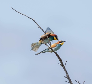 Guêpier d'Europe Merops apiaster - European Bee-eater
