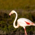 Flamant rose Phoenicopterus roseus - Greater Flamingo