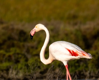 Flamant rose Phoenicopterus roseus - Greater Flamingo