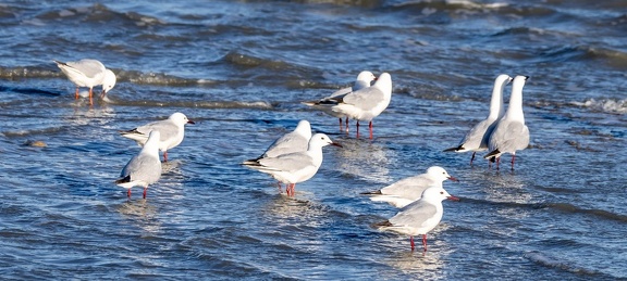 Goéland railleur Chroicocephalus genei - Slender-billed Gull