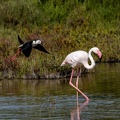 Échasse blanche Himantopus himantopus - Black-winged Stilt et Flamant rose Phoenicopterus roseus - Greater Flamingo 