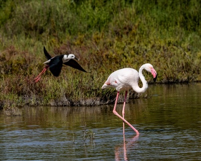Échasse blanche Himantopus himantopus - Black-winged Stilt et Flamant rose Phoenicopterus roseus - Greater Flamingo 