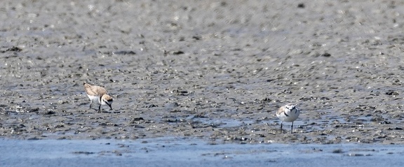 Gravelot à collier interrompu Pluvier à collier interrompu Anarhynchus alexandrinus - Kentish Plover