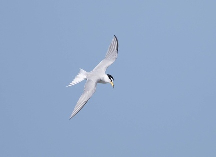 Sterne naine Sternula albifrons - Little Tern