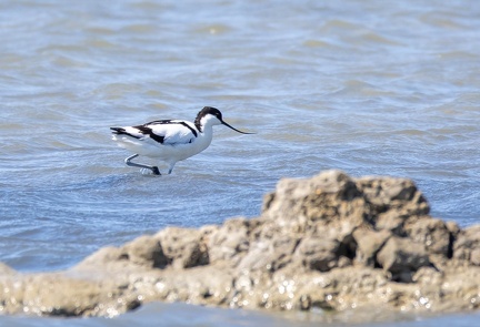 Avocette élégante Recurvirostra avosetta - Pied Avocet