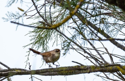 Bouscarle de Cetti Cettia cetti - Cetti's Warbler