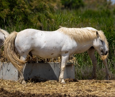 cheval camarguais