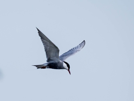 Guifette moustac Chlidonias hybrida - Whiskered Tern