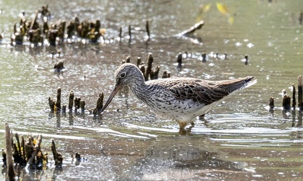 Chevalier aboyeur Tringa nebularia - Common Greenshank