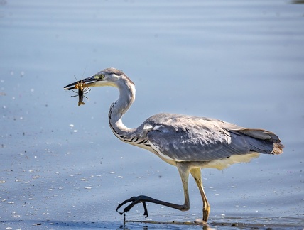 Héron cendré Ardea cinerea - Grey Heron