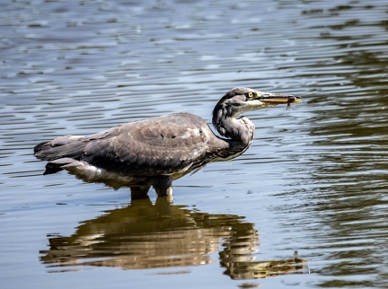 Héron cendré Ardea cinerea - Grey Heron