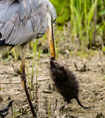 Héron cendré Ardea cinerea - Grey Heron