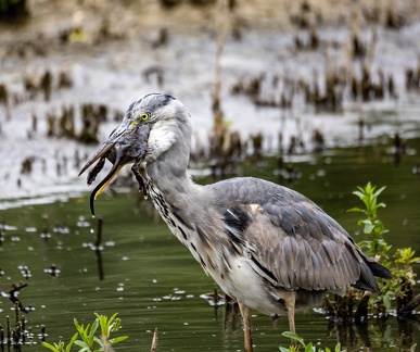 Héron cendré Ardea cinerea - Grey Heron