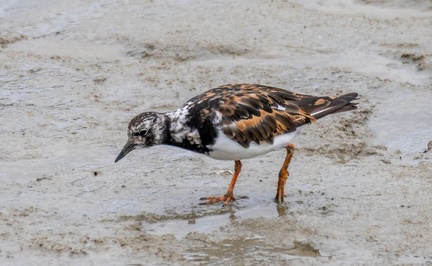 Tournepierre à collier Arenaria interpres - Ruddy Turnstone (nuptial)