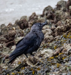 Choucas des tours Coloeus monedula - Western Jackdaw