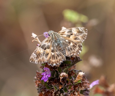 Carcharodus alceae  Grisette, Hespérie de l'alcée