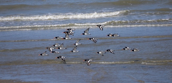 Huîtrier pie Haematopus ostralegus - Eurasian Oystercatcher