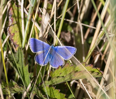 Argus bleu  Polyommatus icarus · Azuré commun, Azuré de la Bugrane, Petit Bleu commun