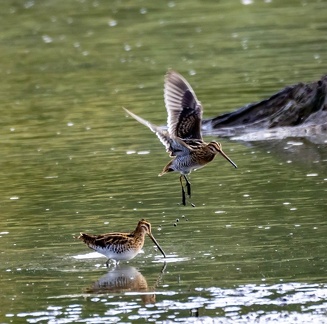Bécassine des marais Gallinago gallinago - Common Snipe