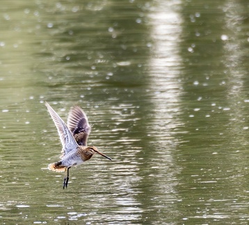 Bécassine des marais Gallinago gallinago - Common Snipe
