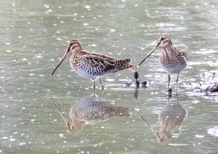 Bécassine des marais Gallinago gallinago - Common Snipe