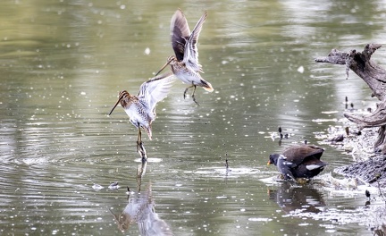 Bécassine des marais Gallinago gallinago - Common Snipe et Gallinule poule-d'eau Gallinula chloropus - Common Moorhen