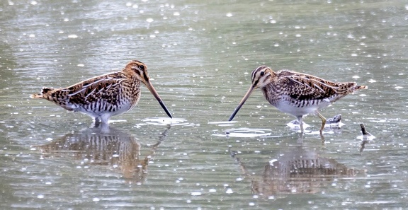 Bécassine des marais Gallinago gallinago - Common Snipe