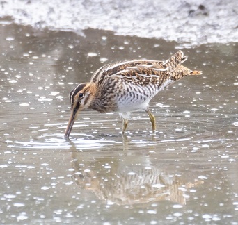 Bécassine des marais Gallinago gallinago - Common Snipe
