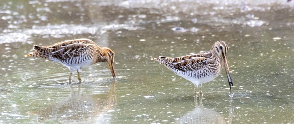 Bécassine des marais Gallinago gallinago - Common Snipe