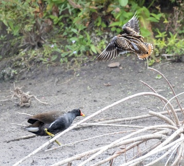 Bécassine des marais Gallinago gallinago - Common Snipe et Gallinule poule-d'eau Gallinula chloropus - Common Moorhen