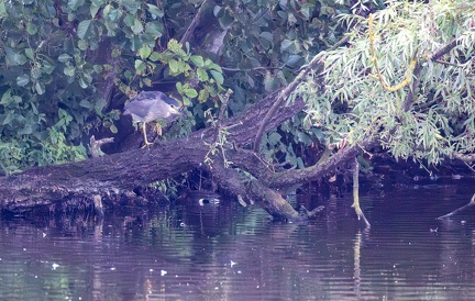 Bihoreau gris Nycticorax nycticorax - Black-crowned Night Heron