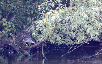 Bihoreau gris Nycticorax nycticorax - Black-crowned Night Heron
