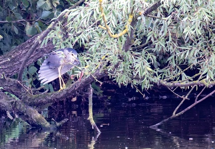 Bihoreau gris Nycticorax nycticorax - Black-crowned Night Heron