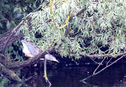 Bihoreau gris Nycticorax nycticorax - Black-crowned Night Heron