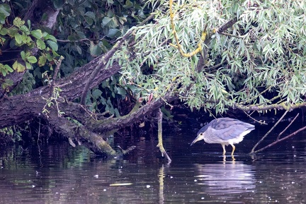 Bihoreau gris Nycticorax nycticorax - Black-crowned Night Heron