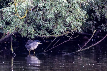 Bihoreau gris Nycticorax nycticorax - Black-crowned Night Heron
