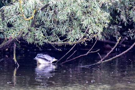 Bihoreau gris Nycticorax nycticorax - Black-crowned Night Heron