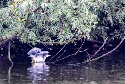 Bihoreau gris Nycticorax nycticorax - Black-crowned Night Heron
