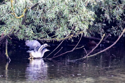 Bihoreau gris Nycticorax nycticorax - Black-crowned Night Heron