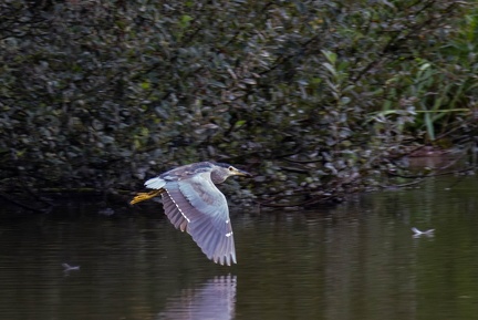 Bihoreau gris Nycticorax nycticorax - Black-crowned Night Heron