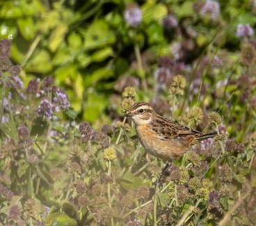 Tarier des prés Saxicola rubetra - Whinchat