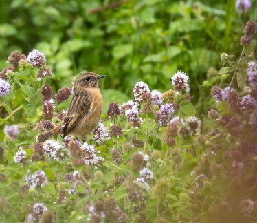 Tarier pâtre Saxicola rubicola - European Stonechat