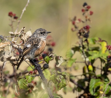 Tarier pâtre Saxicola rubicola - European Stonechat