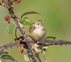 passereaux