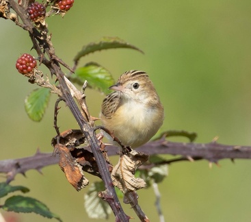 Cisticole des joncs Cisticola juncidis - Zitting Cisticola