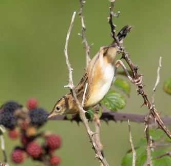 Cisticole des joncs Cisticola juncidis - Zitting Cisticola