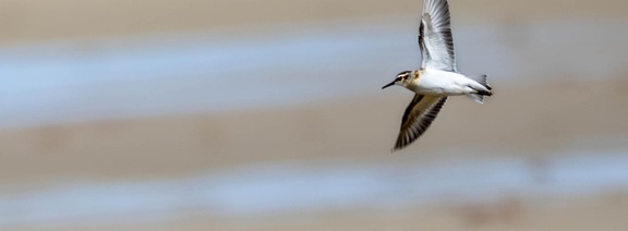 Bécasseau minute Calidris minuta - Little Stint