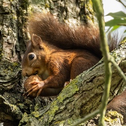 faune et flore du nord de la France et de la Belgique (depuis septembre 2023)