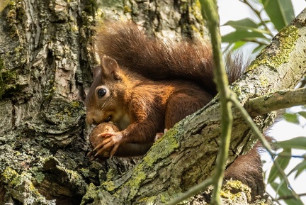Écureuil roux Sciurus vulgaris
